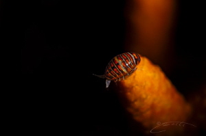 ~ Lady Bug ~ by Geo Cloete 